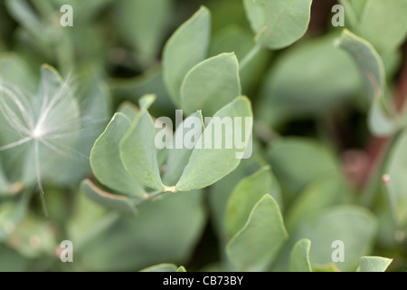 Jojoba (Simmondsia chinensis) Stock Photo