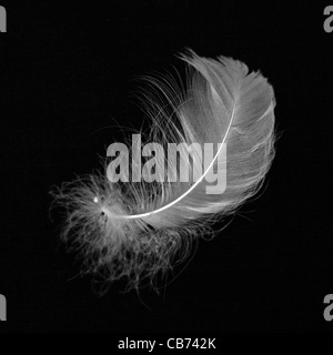white feather on black background Stock Photo