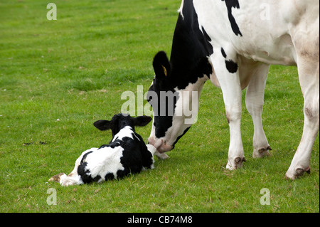 Holstien Dairy Cow With Newborn Calf In Field Stock Photo Alamy