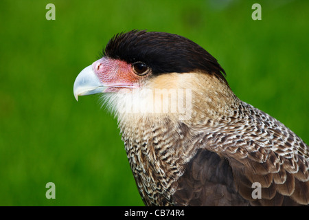 Portrait of a Crested Caracara falcon in a falconry display, Glasgow, Scotland Stock Photo