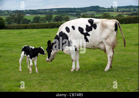 Holstien dairy cow with newborn calf in field. Stock Photo