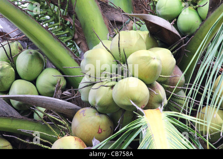 Coconuts on a palm tree close up in Thailand. Stock Photo