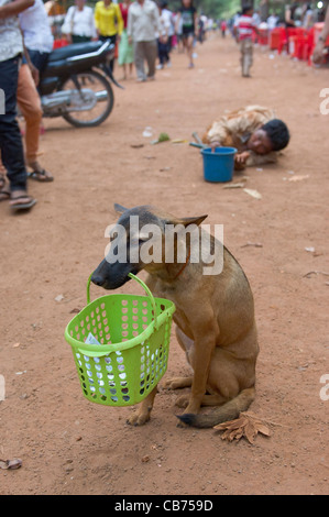 Dog begging by holding basket in it's mouth, with it's beggar master lying behind, Cambodian New Year (Chaul Chnam Thmey), Bakong Village, Siem Reap, Cambodia Stock Photo