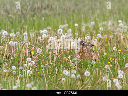 European Hare (Lepus europaeus) Stock Photo