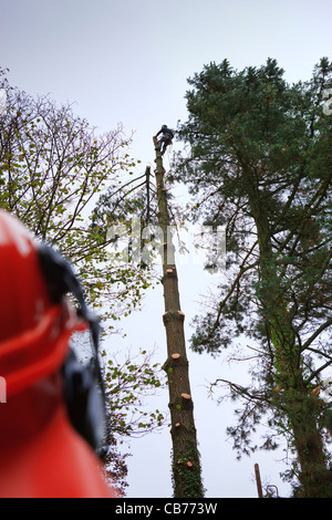 Tree Surgeon at work in a garden Narberth Pembrokeshire Wales