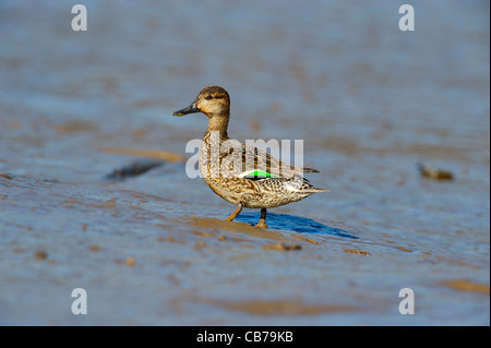 Female Common Teal, Anas crecca, on mudflat, Norfolk, England Stock Photo