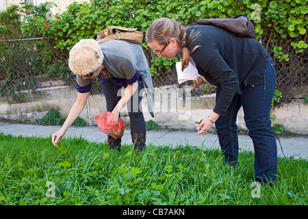 Foraging for wild edibles in Los Angeles neighborhood Echo Park. Stock Photo