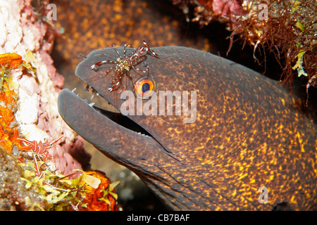 Yellowmargin Moray Eel, or Yellow-Margined Moray Eel, Gymnothorax flavimarginatus, with a cleaner shrimp, Urocaridella antonbruunii Stock Photo