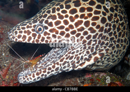 Honeycomb Moray Eel, also called Leopard moray eel, Gymnothorax favagineus, having teeth cleaned by Cleaner Shrimp, Lysmata amboinensis. Stock Photo