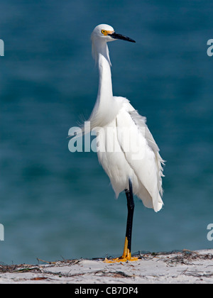 Snowy egret in breeding plumage Stock Photo
