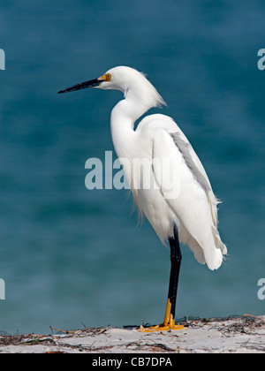 Snowy egret Stock Photo