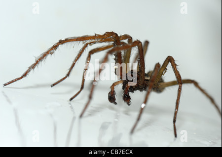 House spider (Tegenaria gigantea) in a kitchen sink and slightly wet