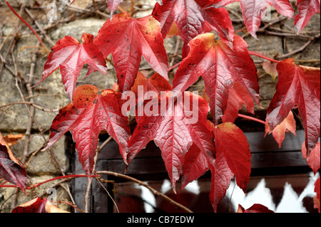 Boston ivy (Parthenocissus tricuspidata) foliage on stone barn wall turning red in autumn Stock Photo