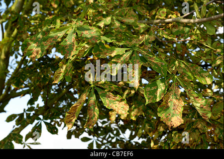 Damage to horse chestnut foliage caused by leafminer (Cameraria ohridella) larvae Stock Photo