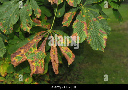 Horse chestnut leaf blotch (Guignardia aesculi) spots on a horse chestnut leaf Stock Photo