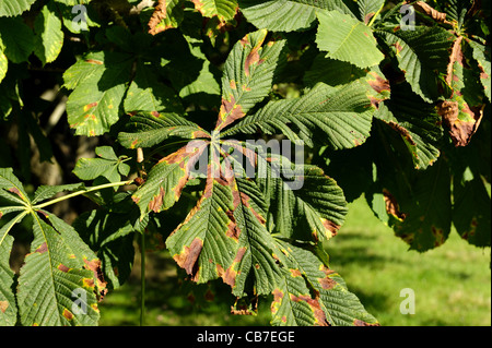 Horse chestnut leaf blotch (Guignardia aesculi) spots on a horse chestnut leaf Stock Photo