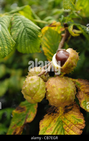 Horse chestnut tree (Aesculus hippocastanum) fruit 'conkers' on the tree, one open Stock Photo