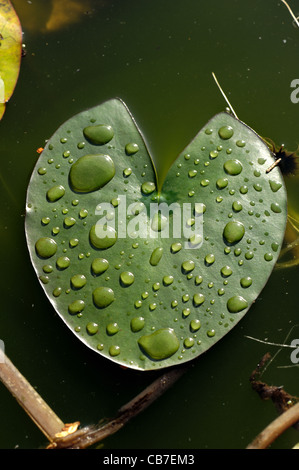 Rain water droplets on water lily leaf on a garden pond Stock Photo