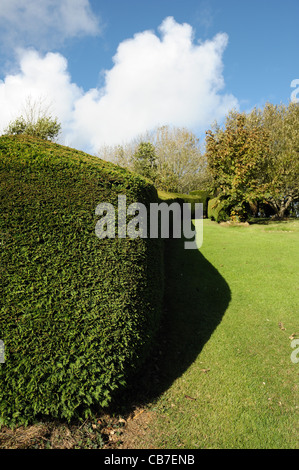 Leyland cypress hedge (Cupressocyparis leylandii) recently cut and shaped deep autumn shadow on fine Stock Photo