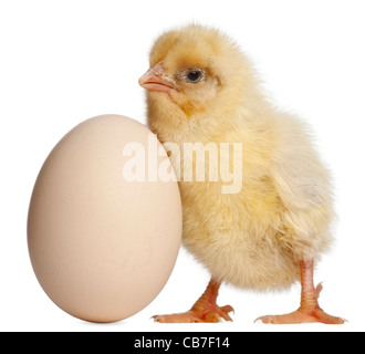 Chick with egg, 2 days old, in front of white background Stock Photo