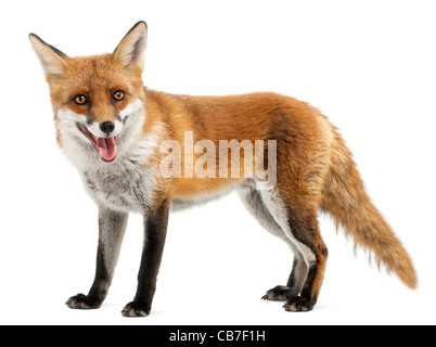 Red Fox, Vulpes vulpes, 4 years old, in front of white background Stock Photo