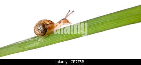 Garden snail, Helix aspersa, on plant stem in front of a white background Stock Photo