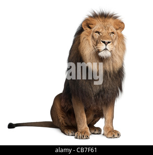 Lion, 8 years old, Panthera leo in front of a white background Stock Photo