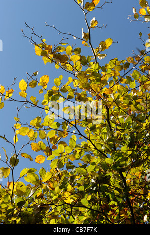 Beech leaves beginning to change colour in autumn against a blue sky Stock Photo