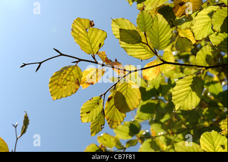 Beech leaves beginning to change colour in autumn against a blue sky Stock Photo