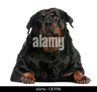 Overweight Rottweiler, 3 years old, lying in front of white background Stock Photo