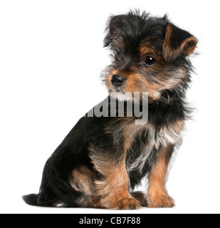 Yorkshire Terrier puppy, 3 months old, sitting in front of white background Stock Photo