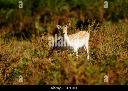 young fallow deer in the forest Stock Photo
