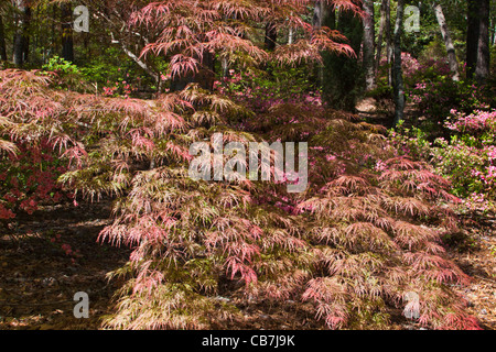 Japanese Maple tree, Acer palmatum 'Crimson Prince', at Callaway Gardens in Pine Mountain, Georgia. Stock Photo