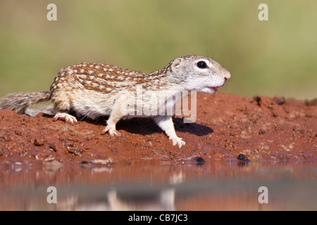 Mexican Ground Squirrel, Spermophilus mexicanus, at a pond Stock Photo