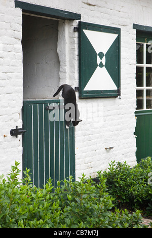 Domestic house cat (Felis catus) in doorway of farmhouse, Belgium Stock Photo