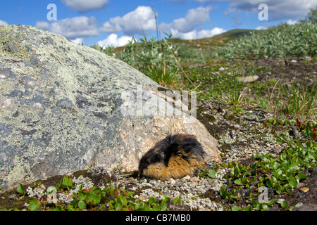 Norway lemming (Lemmus lemmus) on the tundra in summer, Lapland, Sweden Stock Photo