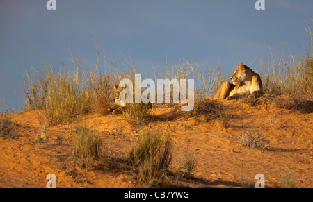 lioness on dune Stock Photo