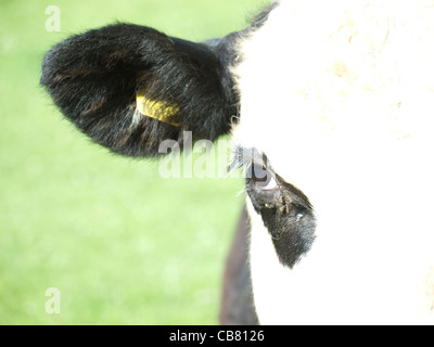 ear eye am tear and all. Stock Photo