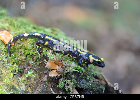 Fire salamander (Salamandra salamandra terrestris) on a mossy dead tree trunk Stock Photo
