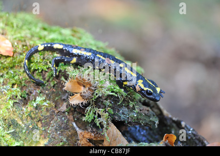 Fire salamander (Salamandra salamandra terrestris) on a mossy dead tree trunk Stock Photo