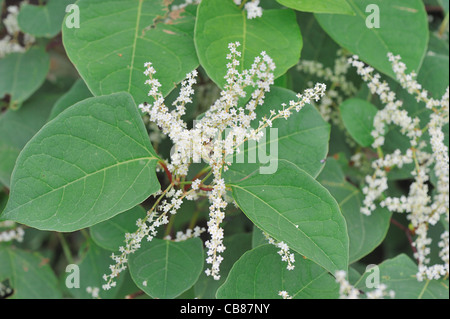 Japanese Knotweed (Fallopia Japonica - Polygonum Cuspidatum) Invasive ...