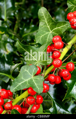 The Holly and the Ivy Stock Photo