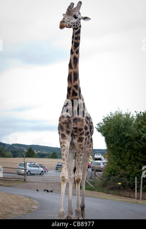 A giraffe zoo animal walking away freely at a safari park, some are being fed by the public visitors from their cars. Stock Photo