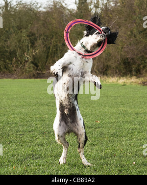 Springer spaniel catching a Frisby jumping up Stock Photo