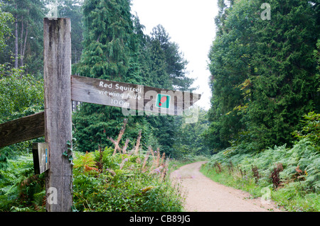 A sign to a Red Squirrel Viewing Hide in Parkhurst Forest on the Isle of Wight, England Stock Photo