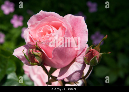 Close up of a delicate pink rose in bloom with rosebuds