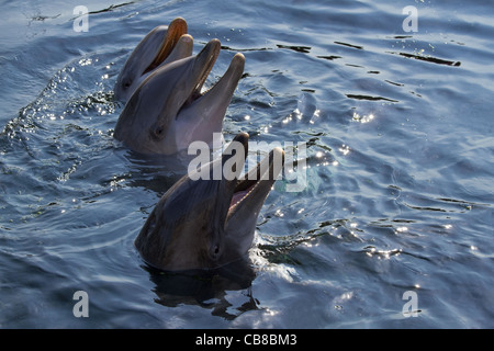 Heads of three Bottlenose dolphins or Tursiops truncatus above the water surface Stock Photo