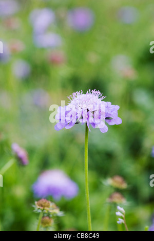 Scabiosa columbaria 'Nana'. Stock Photo