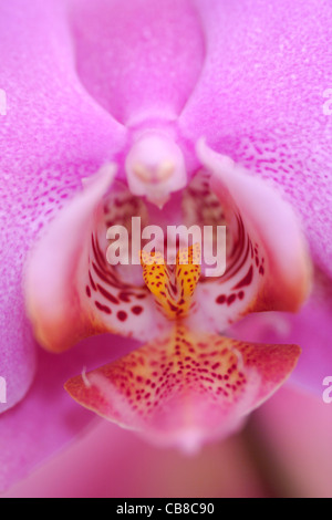 Phalaenopsis Orchid flower close up Stock Photo