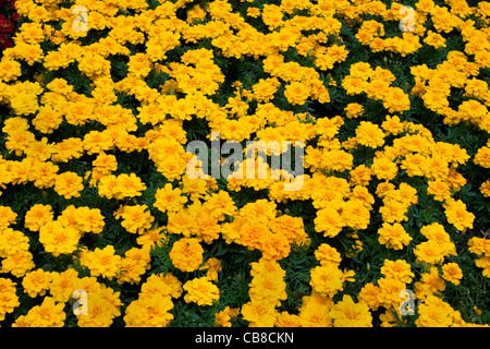 Yellow French Marigold flowers Stock Photo